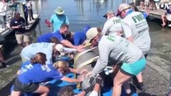 Rescued Manatee Released in Natural Habitat 