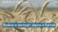 Война в Украине и поставки продуктов питания в Китай 