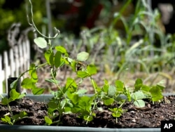 This May 10, 2022, photo provided by Jessica Damiano shows sugar snap peas growing in a container in Glen Head, N.Y. Peas thrive in cool temperatures, making them ideal crops to plant in summer for a fall harvest. (Jessica Damiano via AP)