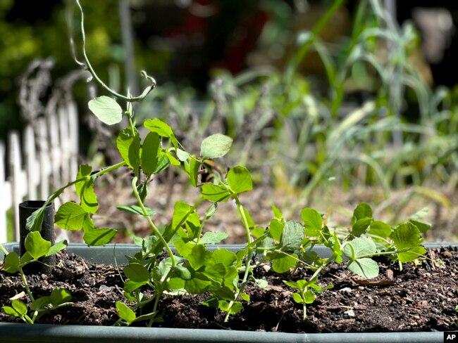 This May 10, 2022, photo provided by Jessica Damiano shows sugar snap peas growing in a container in Glen Head, N.Y. Peas thrive in cool temperatures, making them ideal crops to plant in summer for a fall harvest. (Jessica Damiano via AP)