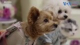 Dogs, Cats Get Wearable Fan to Beat the Heat in Japan