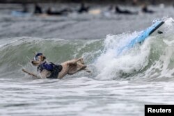 Derby berlaga pada Kejuaraan Selancar Anjing Dunia di Pacifica, California, AS, 6 Agustus 2022. (REUTERS/Carlos Barria)