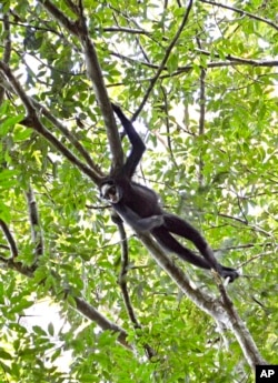 FILE - An endemic white-fronted spider monkey (Ateles marginatus), an endangered species due to habitat loss, climbs a branch in Cristalino II State Park in the state of Mato Grosso, in Brazil, in July 2019. (Rodrigo Vargas via AP)