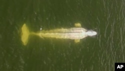 Ikan paus beluga yang terdampar di Sungai Seine di kawasan Saint-Pierre-la-Garenne, Paris, tampak dalam foto yang diabadikan oleh drone milik kelompok lingkungan hidup Sea Shepherd, Jumat, 5 Agustus 2022. 