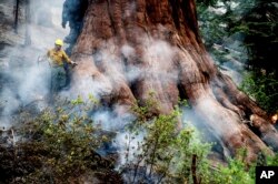 A firefighter protects a sequoia tree as the Washburn Fire burns in Mariposa Grove in Yosemite National Park, Calif., on Friday, July 8, 2022. (AP Photo/Noah Berger)