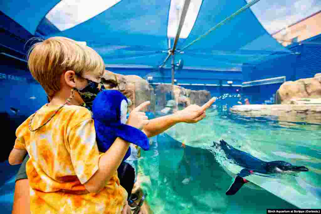 Esta exhibición se ha convertido en el deleite y atractivo principal para toda la familia y especialmente para los niños que disfrutan, comparten y aprenden de estas adorables criaturas.&nbsp;