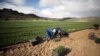 FILE - Workers collect rooibos tea seedlings for replanting at a farm near Vanrhynsdorp, South Africa, June 30, 2021.