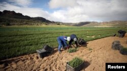 FILE - Workers collect rooibos tea seedlings for replanting at a farm near Vanrhynsdorp, South Africa, June 30, 2021.