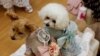 Moco, anjing Pomeranian-Poodle (9 tahun) dan Purin, anjing Poodle (8 tahun), mengenakan khusus hewan peliharaan dilengkapi dengan kipas bertenaga baterai yang dikembangkan oleh pembuat pakaian hamil Jepang "Sweet Mommy", di Tokyo, Jepang, 28 Juli 2022. REUTERS/ Issei Kato