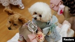 Moco, anjing Pomeranian-Poodle (9 tahun) dan Purin, anjing Poodle (8 tahun), mengenakan khusus hewan peliharaan dilengkapi dengan kipas bertenaga baterai yang dikembangkan oleh pembuat pakaian hamil Jepang "Sweet Mommy", di Tokyo, Jepang, 28 Juli 2022. REUTERS/ Issei Kato