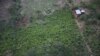 La ONU advierte: el número de cultivos de coca en Colombia batió récords en 2021