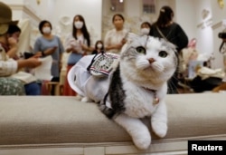 Sun, kucing Scottish Fold berusia 5 tahun mengenakan pakaian khusus hewan peliharaan yang dilengkapi kipas bertenaga baterai, dalam sebuah acara promosi di Tokyo, Jepang 28 Juli 2022. (REUTERS/Issei Kato)