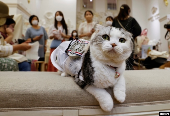 Sun, kucing Scottish Fold berusia 5 tahun mengenakan pakaian khusus hewan peliharaan yang dilengkapi kipas bertenaga baterai, dalam sebuah acara promosi di Tokyo, Jepang 28 Juli 2022. (REUTERS/Issei Kato)