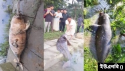 হালদা নদীতে তিনটি ডলফিনের মৃত্যু
