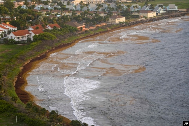 Seaweed covers the Atlantic shore in Frigate Bay, St. Kitts and Nevis, Wednesday, Aug. 3, 2022. (AP Photo/Ricardo Mazalan)