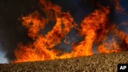 A wheatfield burns after Russian shelling in a few kilometers from the Ukraine-Russia border in the Kharkiv region of Ukraine, July 29, 2022.