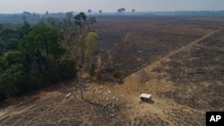 In this file photo, cattle graze on land recently burned and deforested by cattle farmers near Novo Progresso, Para state, Brazil, on Aug. 23, 2020. (AP Photo/Andre Penner, File)