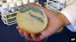 FILE This Oct. 12, 2009 photo shows a petri dish with MSRA cultures at the Queen Elizabeth Hospital in King's Lynn, England.