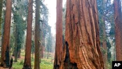FILE - In this photo provided by the National Park Service, a firefighter clears loose brush from around a sequoia in Mariposa Grove in Yosemite National Park, Calif., in July 2022.