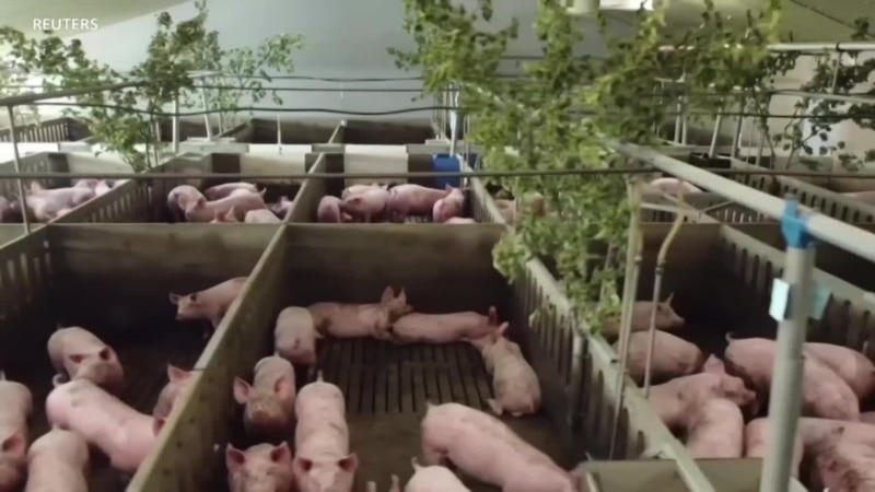 Dans une ferme belge, de la musique testée sur des porcs