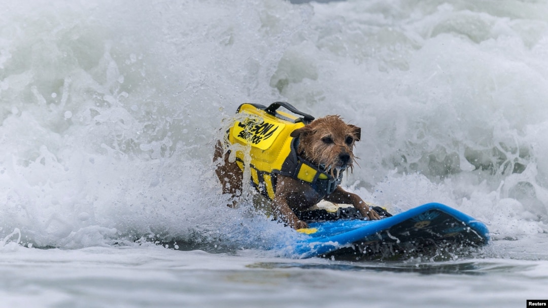 Carson tengah beraksi dalam Kejuaraan Selancar Anjing Dunia di Pacifica, California, AS, 6 Agustus 2022. (REUTERS/Carlos Barria)