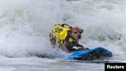 Carson tengah beraksi dalam Kejuaraan Selancar Anjing Dunia di Pacifica, California, AS, 6 Agustus 2022. (REUTERS/Carlos Barria)