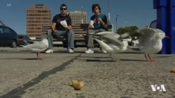 Balindeyên Nawras Dibin Gefek li Ser Beravên Mercanî li Austuraliya
