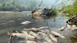 Sejumlah ikan di Sungai Klamath, yang terletak di utara California, ditemukan mati pada 6 Agustus 2022. Kebakaran hutan McKinney disinyalir menjadi penyebab kematian dari ikan-ikan tersebut. (Foto: Karuk Tribe Department of Natural Resources via AP)