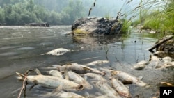 This photo, provided by the Karuk Tribe Department of Natural Resources, shows dead fish found on a 32-kilometer stretch of the Klamath River in northern California between Indian Creek and Seiad Creek, Aug. 6, 2022, near Happy Camp, California.