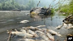 Sejumlah ikan di Sungai Klamath, yang terletak di utara California, ditemukan mati pada 6 Agustus 2022. Kebakaran hutan McKinney disinyalir menjadi penyebab kematian dari ikan-ikan tersebut. (Foto: Karuk Tribe Department of Natural Resources via AP)