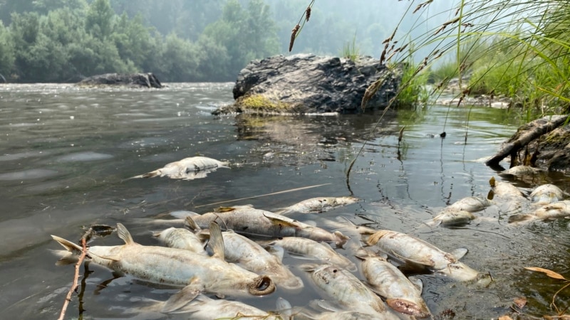 Tribe: California Wildfire Near Oregon Causes Fish Deaths...