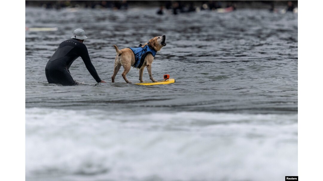 Charlie berkompetisi di Kejuaraan Selancar Anjing Dunia di Pacifica, California, AS, 6 Agustus 2022. (REUTERS/Carlos Barria)