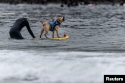 Anjing Berkompetisi di Kejuaran Dunia Selancar Air di California