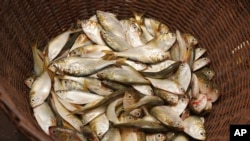 FILE - Bonga fish, commonly found in West Africa and an important source of protein for artisanal fishing communities, are held in a basket in Limbe, Cameroon, Apr. 12, 2022.