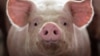 File Photo: A pig, nearing market weight, stands in a pen at Duncan Farms in Polo, Illinois, U.S. on April 9, 2018. (REUTERS/Daniel Acker)