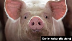 File Photo: A pig, nearing market weight, stands in a pen at Duncan Farms in Polo, Illinois, U.S. on April 9, 2018. (REUTERS/Daniel Acker)