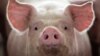 Study: Cell Function Restored in Pigs after Death