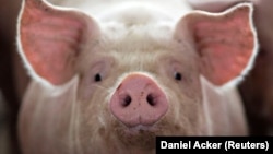 FILE - A pig, nearing market weight, stands in a pen at Duncan Farms in Polo, Illinois, U.S. on April 9, 2018. (REUTERS/Daniel Acker)