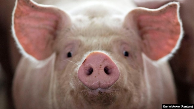 FILE - A pig, nearing market weight, stands in a pen at Duncan Farms in Polo, Illinois, U.S. on April 9, 2018. (REUTERS/Daniel Acker)