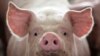 File Photo: A pig, nearing market weight, stands in a pen at Duncan Farms in Polo, Illinois, U.S. on April 9, 2018. (REUTERS/Daniel Acker)