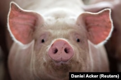 File Photo: A pig, nearing market weight, stands in a pen at Duncan Farms in Polo, Illinois, U.S. on April 9, 2018. (REUTERS/Daniel Acker)