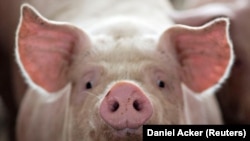 File Photo: A pig, nearing market weight, stands in a pen at Duncan Farms in Polo, Illinois, U.S. on April 9, 2018. (REUTERS/Daniel Acker)