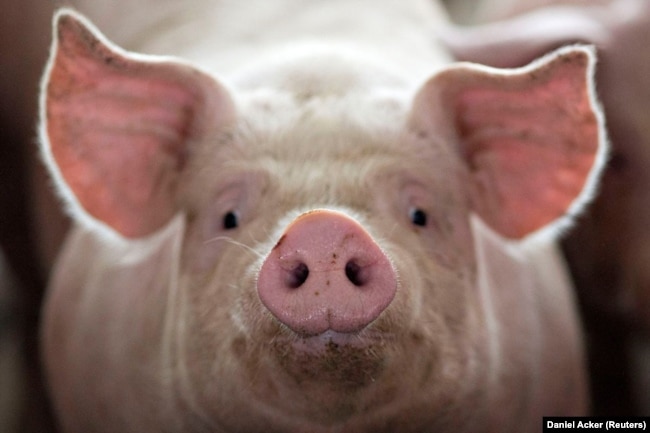 File Photo: A pig, nearing market weight, stands in a pen at Duncan Farms in Polo, Illinois, U.S. on April 9, 2018. (REUTERS/Daniel Acker)