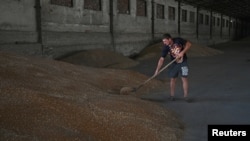 FILE - An employee works at a grain storage during wheat harvesting in the Rostov Region, Russia, July 6, 2022.