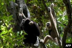 This photo taken on July 6, 2022 shows gibbons in a tree in the forest at Angkor Park in Siem Reap province. (Photo by TANG CHHIN Sothy / AFP)