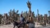 Petani mengendarai gerobak yang ditarik keledai melewati pohon-pohon palem yang kering di oasis Skoura, Maroko, 27 Januari 2020. (FADEL SENNA / AFP)