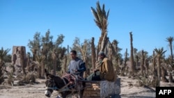 FILE - Farmers ride a donkey-cart past dead palm trees in Morocco's oasis of Skoura, a rural oasis area of around 40 square kilometres, on January 27, 2020.