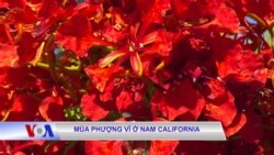 Mùa Phượng Vĩ ở Nam California 