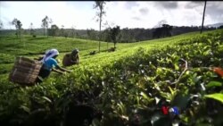 နိုင်ငံရေးကြောင့် သီရိလကာၤ လက်ဖက်ခူးလုပ်ငန်းထိခိုက်