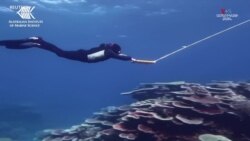 Ավստրալիայի Մեծ արգելախութի կորալային ծածկը_1.mp4